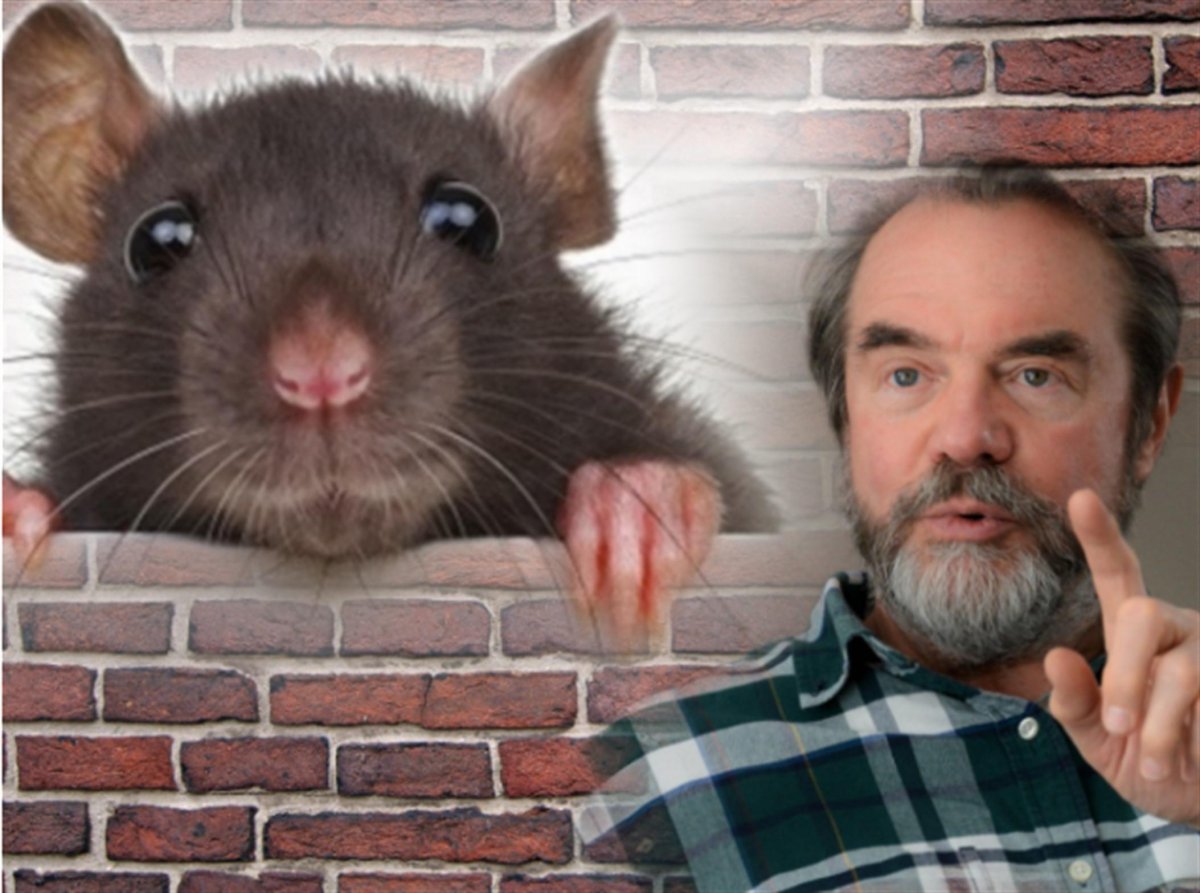 Фото крыс из гостья из будущего