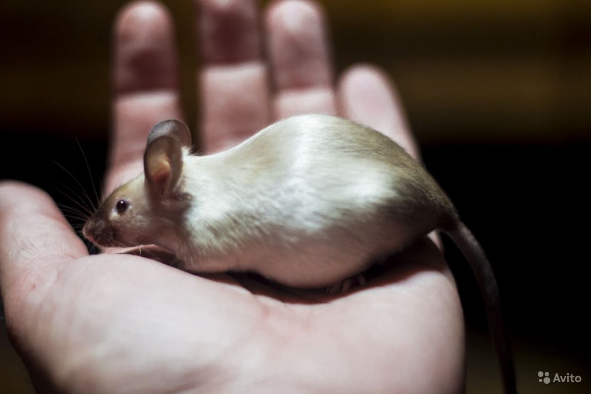 Сиамская мышь фото