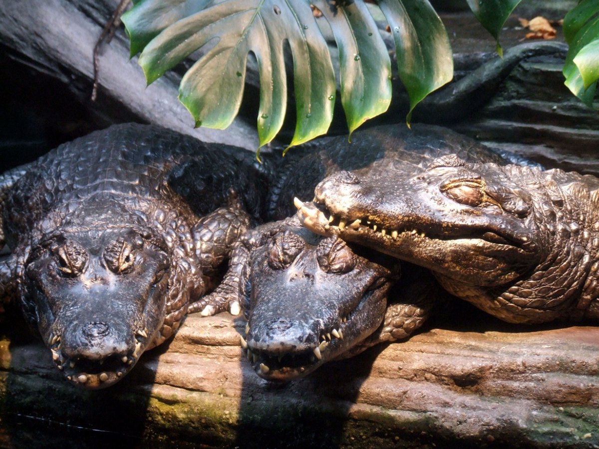 Кайман животное. Черный Кайман крокодил. Черный Кайман Амазонка. Амазонский Кайман. Чёрный Кайман / Melanosuchus Niger.