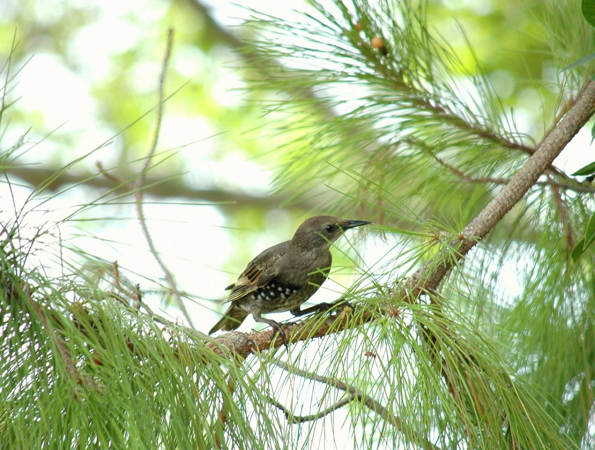 Хвойный птицы. Лесной Дрозд. Дрозды в ХМАО. Лесной Дрозд фото. Певчий Дрозд самец.