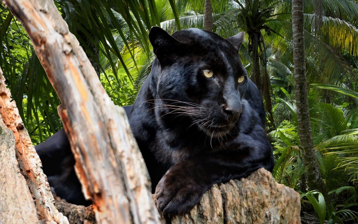 Черная пантера в джунглях