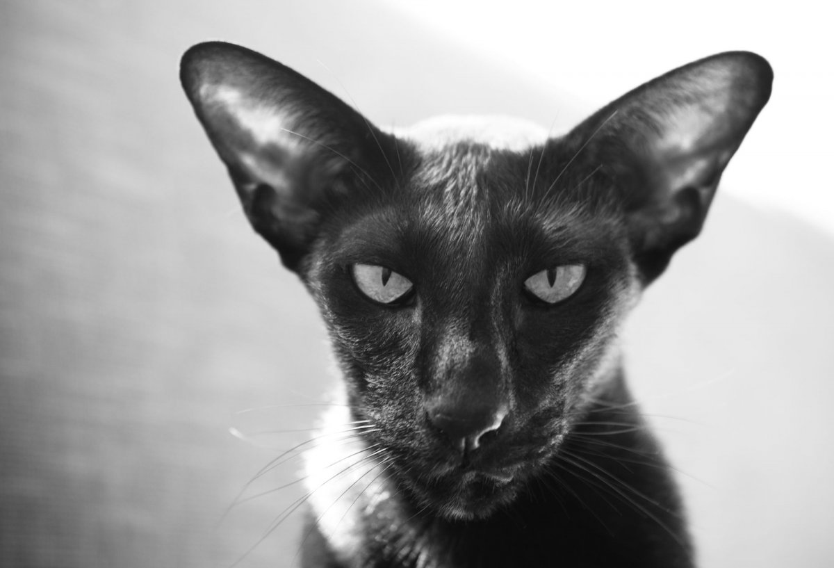 Сиамский ориентальный кот черный