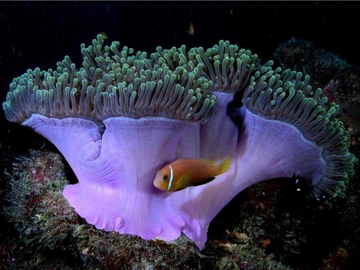 Необычные растения и животные океана