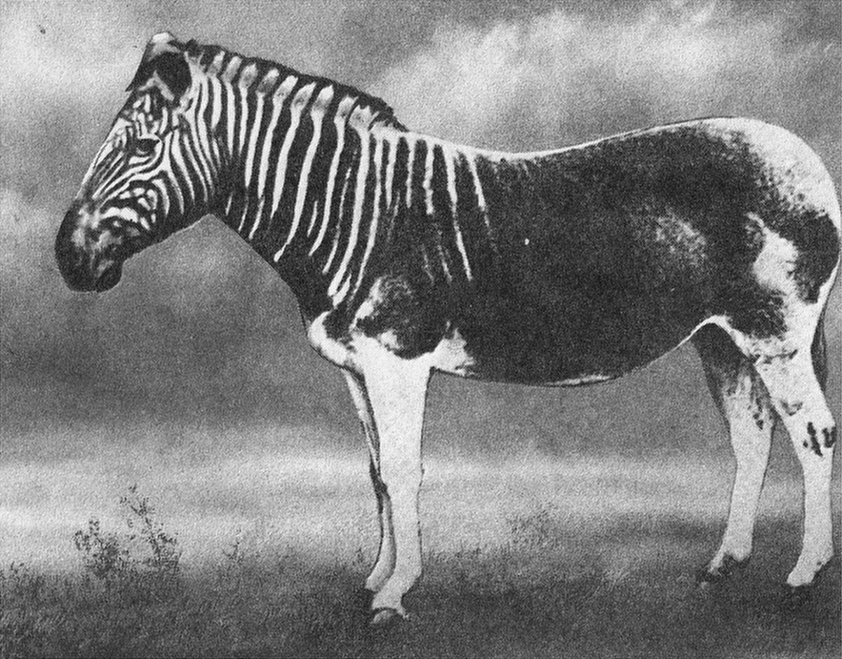 Квагга вымершее животное фото
