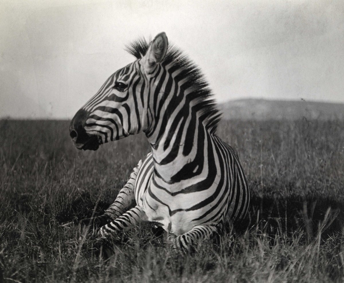 Зебры National Geographic