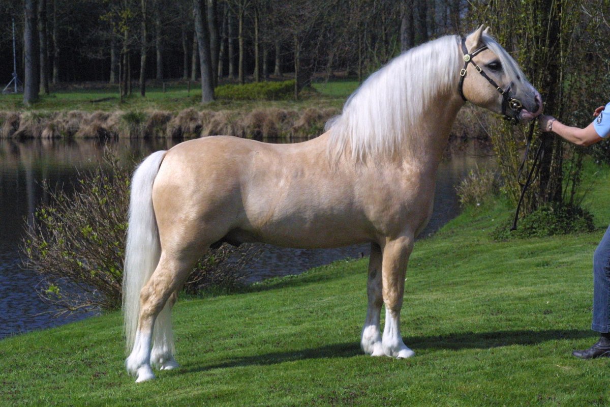 Уэльский пони Паломино