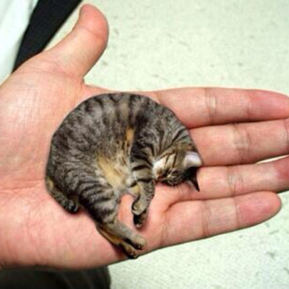 Самые маленькие котята в мире