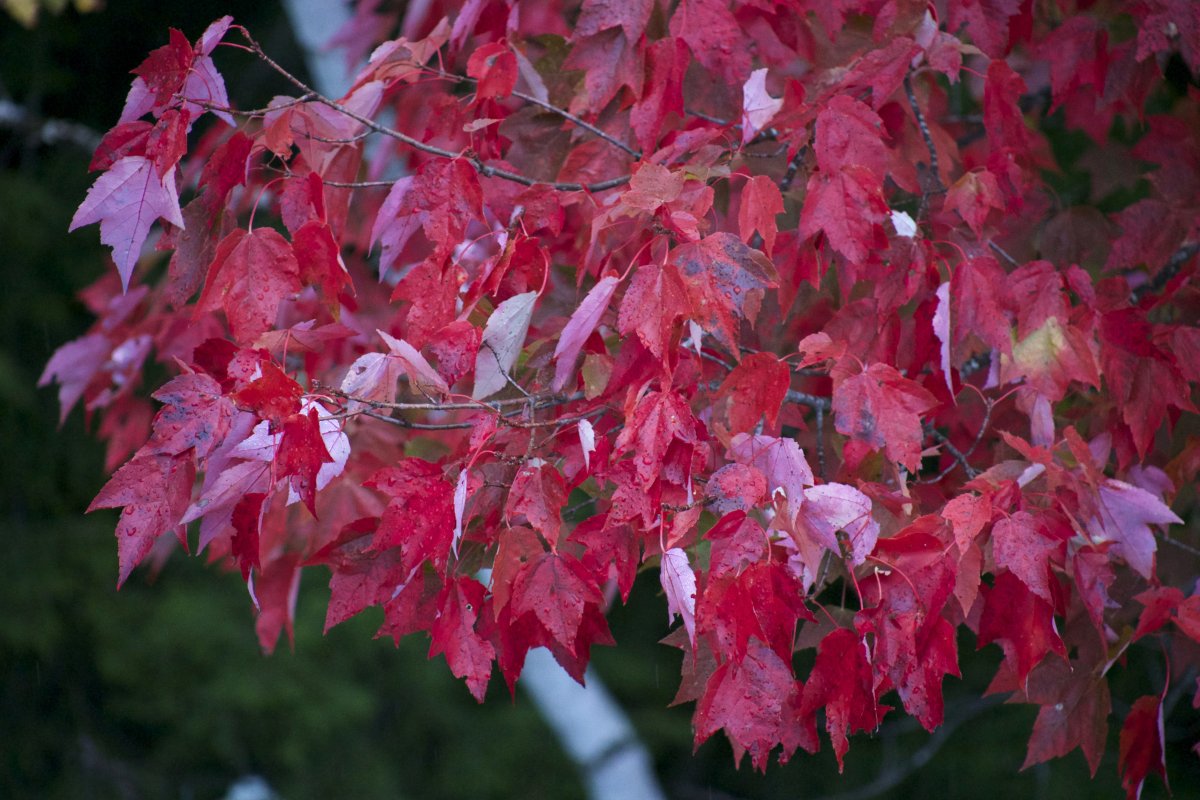 Дерево с красными листьями фото и названия