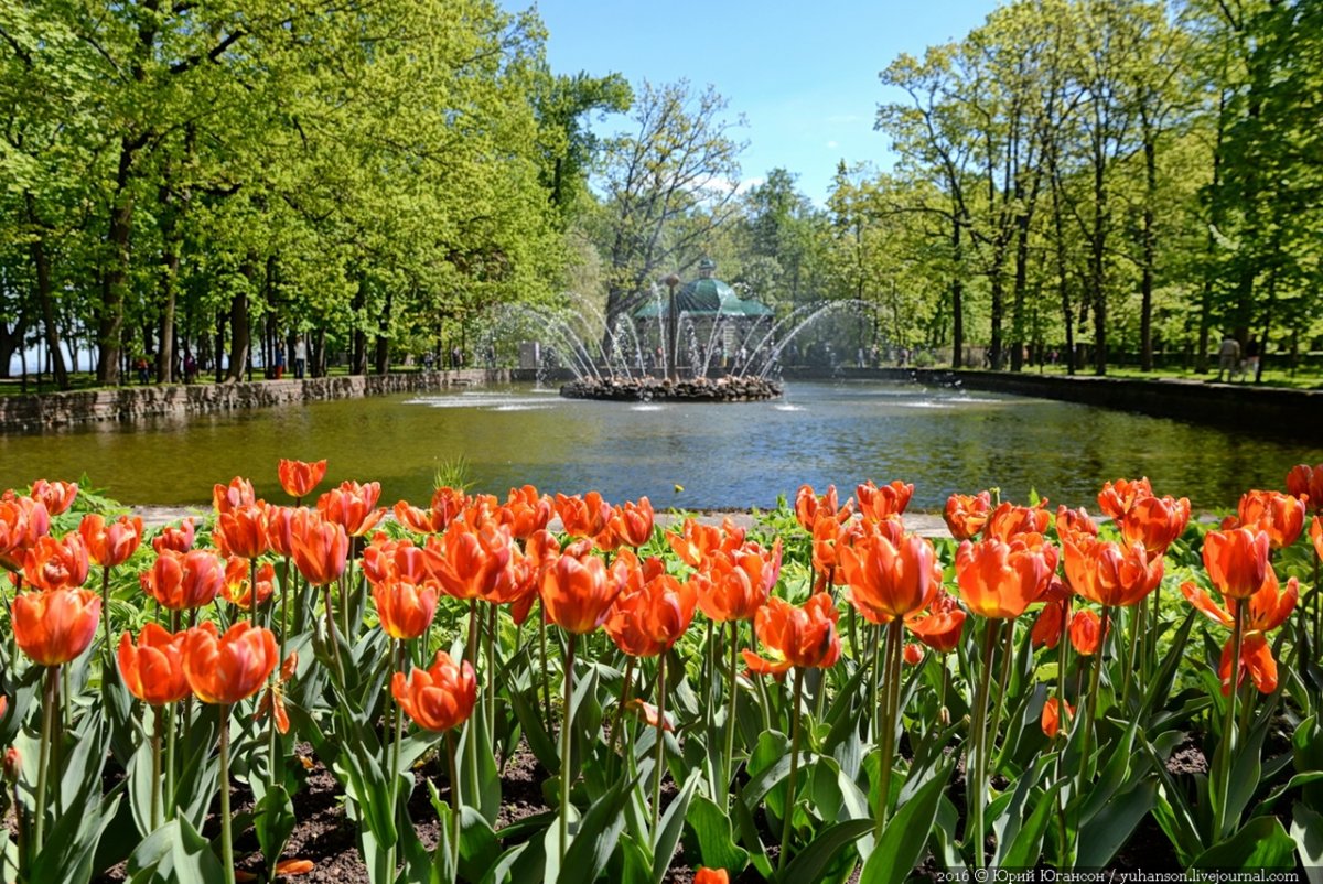 Нижний парк Петергофа весной