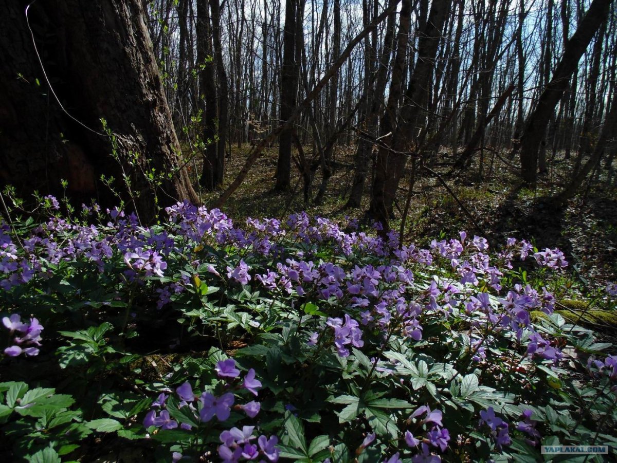 Республика Адыгея Весна в лесу ранняя