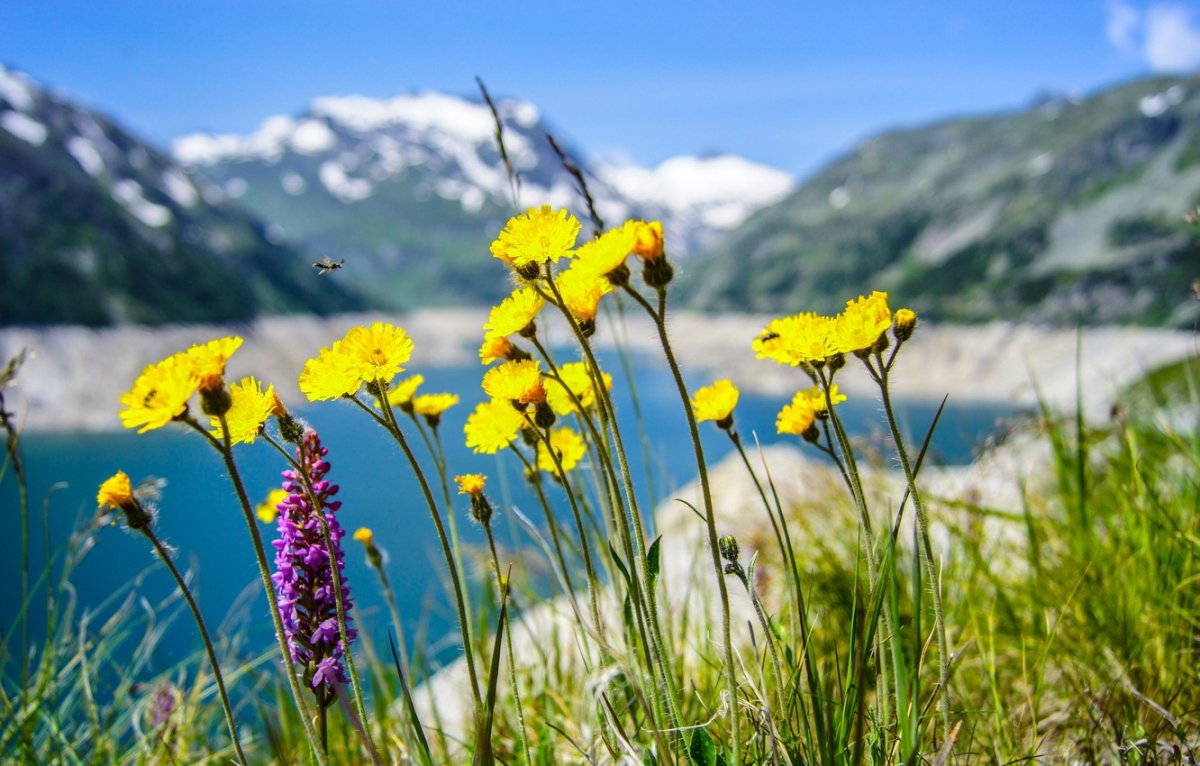 Желтые цветы Горно Алтай