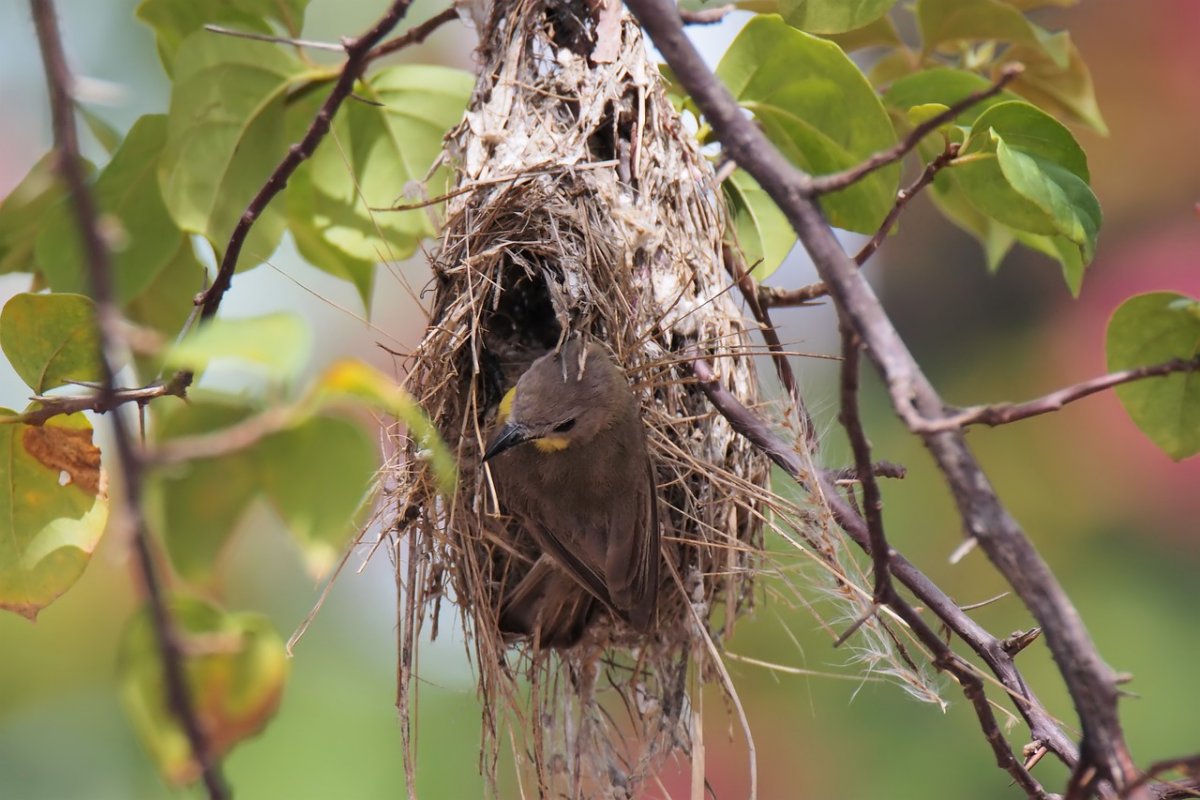 Птицы которые вьют гнезда на деревьях
