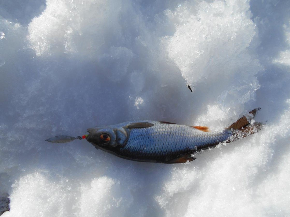 Рыба подо льдом