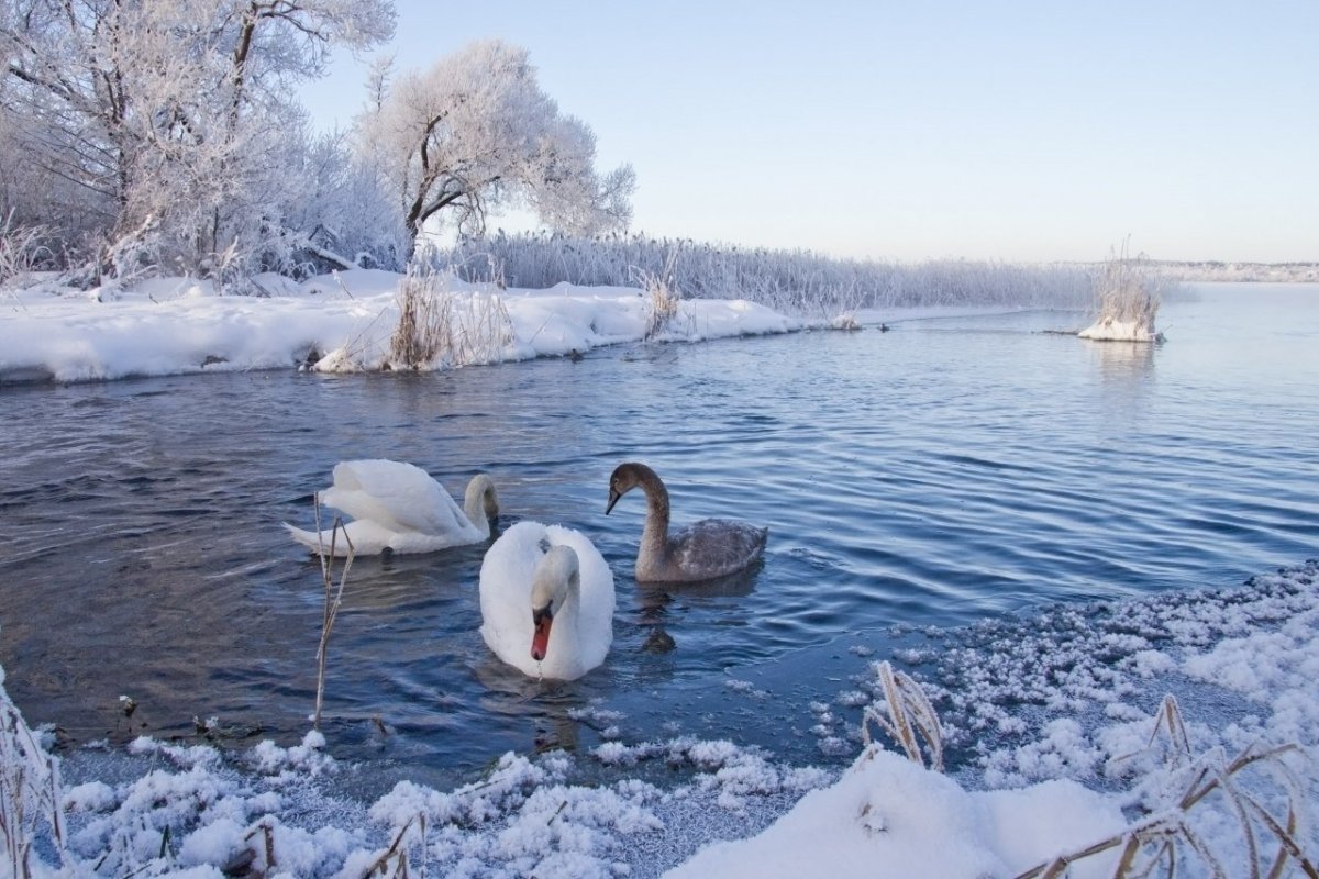 Лебеди в снегу
