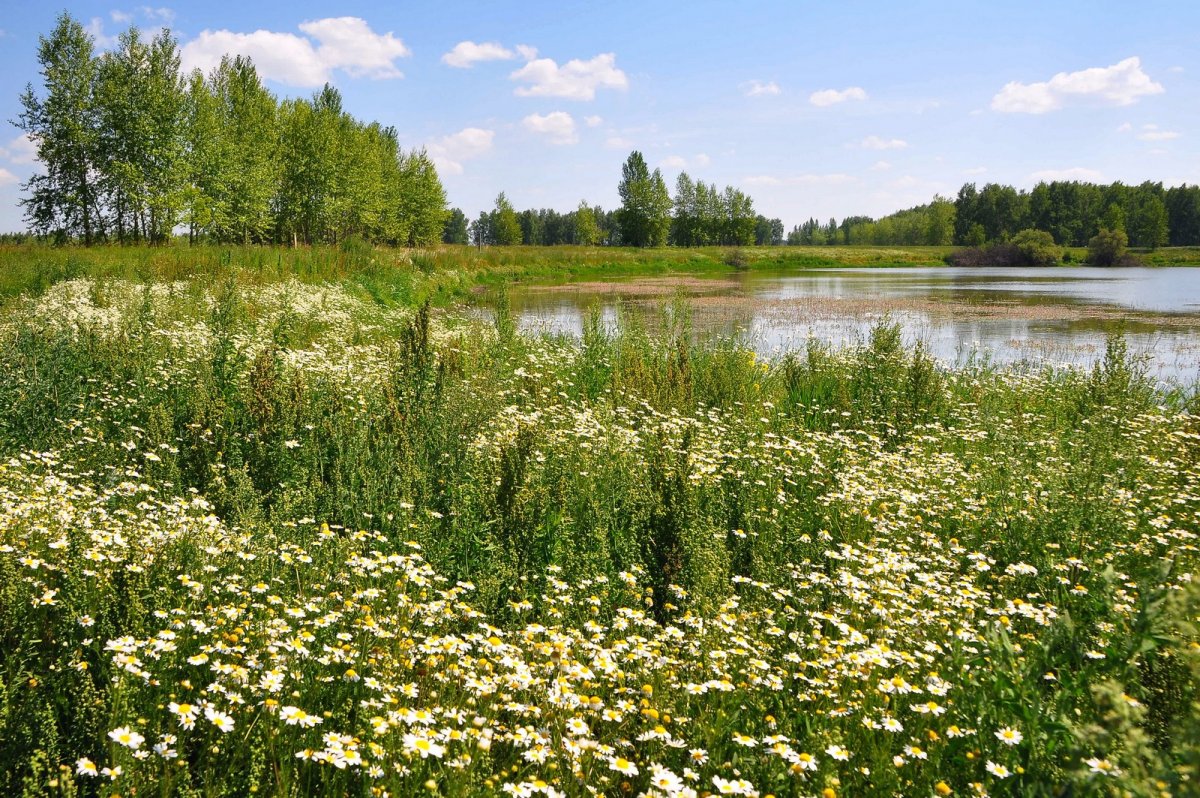 Природа Омской области