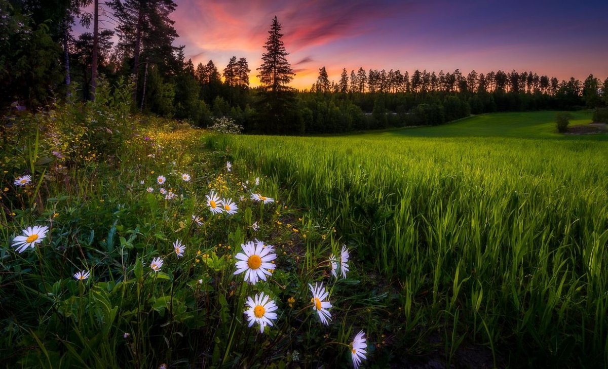 Природа ромашки