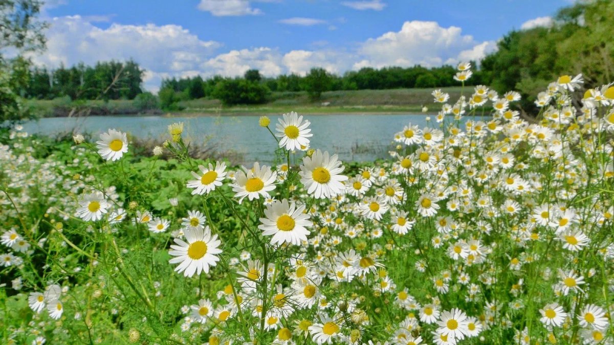 Лето природа ромашки