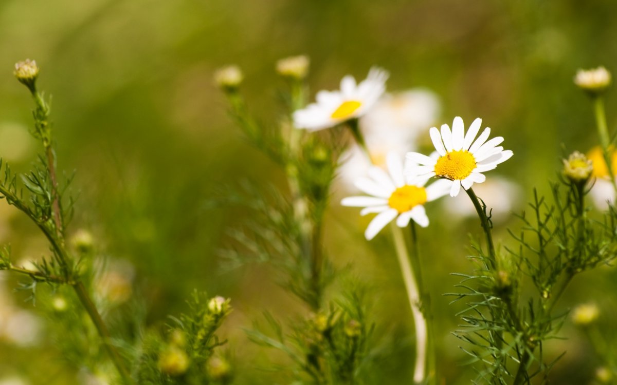 Лето природа ромашки