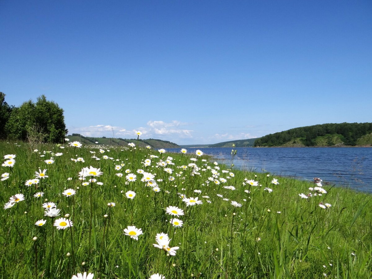 Ромашки на лугу