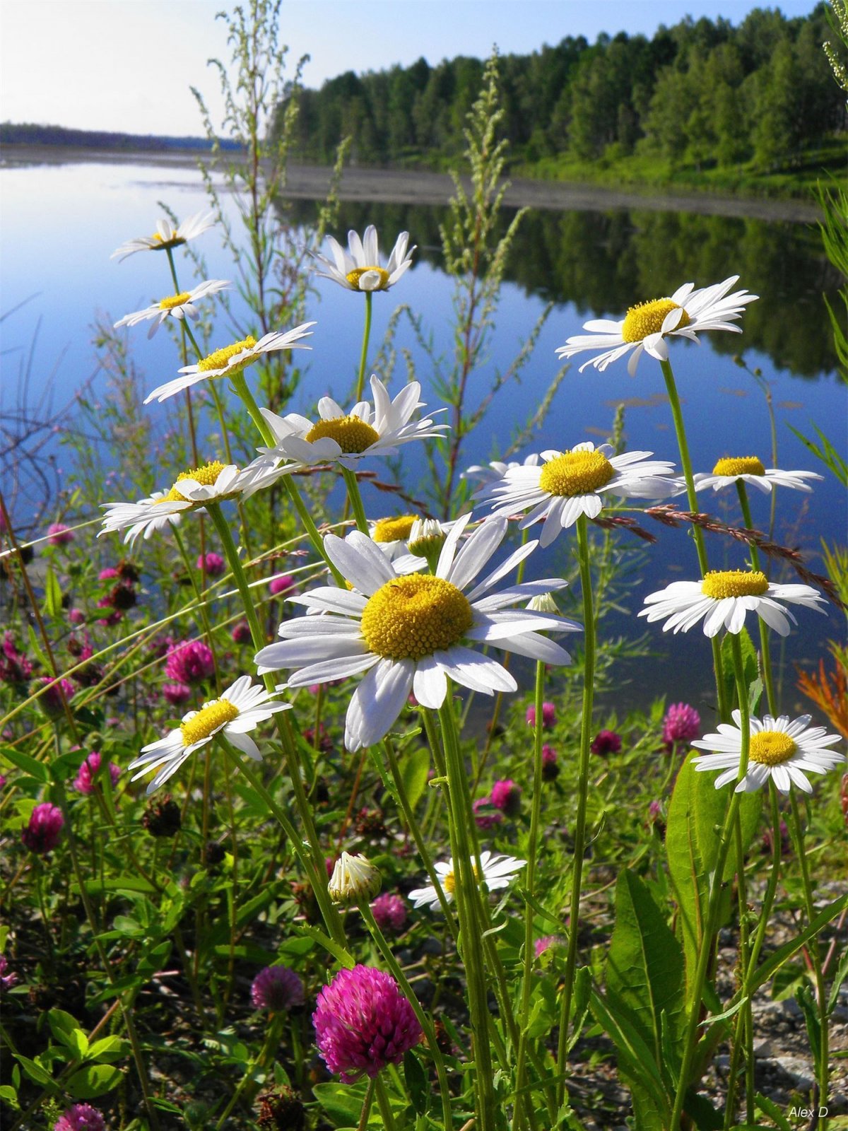 Цветы полевые и луговые