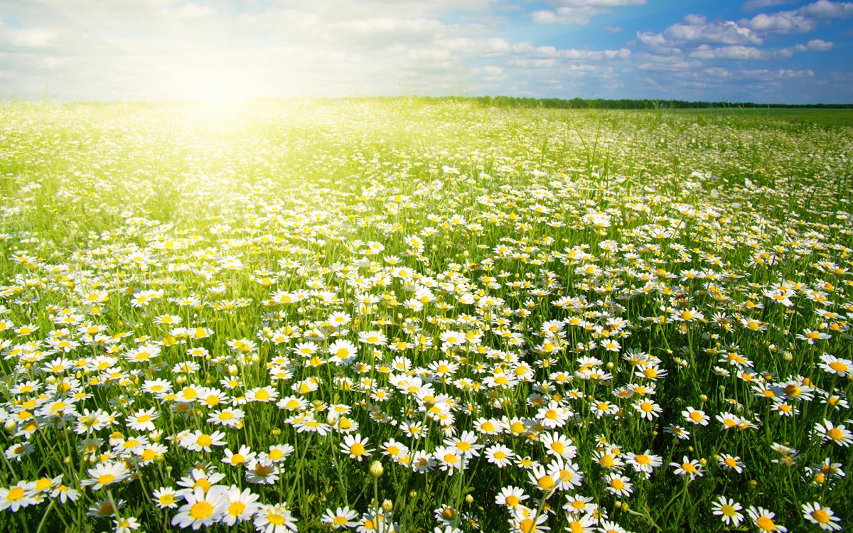 Поляна ромашек
