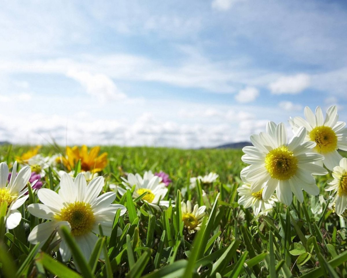 Ромашки и небо