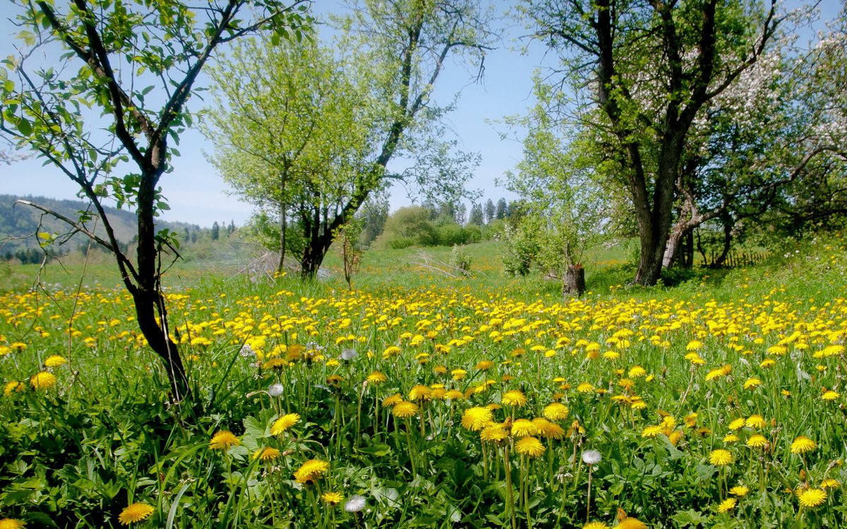 Поляна одуванчиков