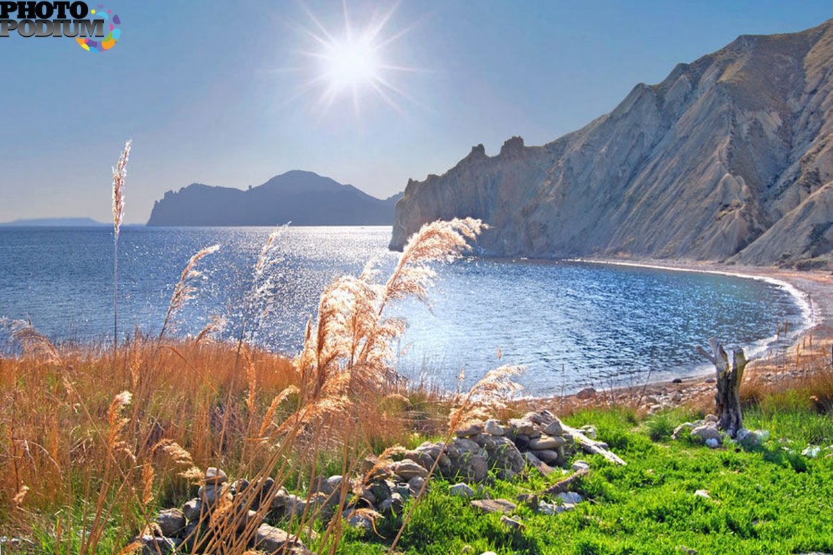 Коктебель сосны