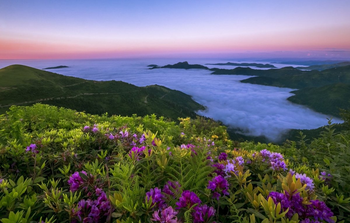 Природа море цветы