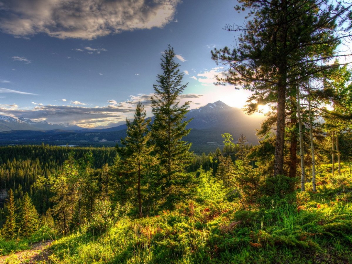 Пейзажи Сибири Тайга