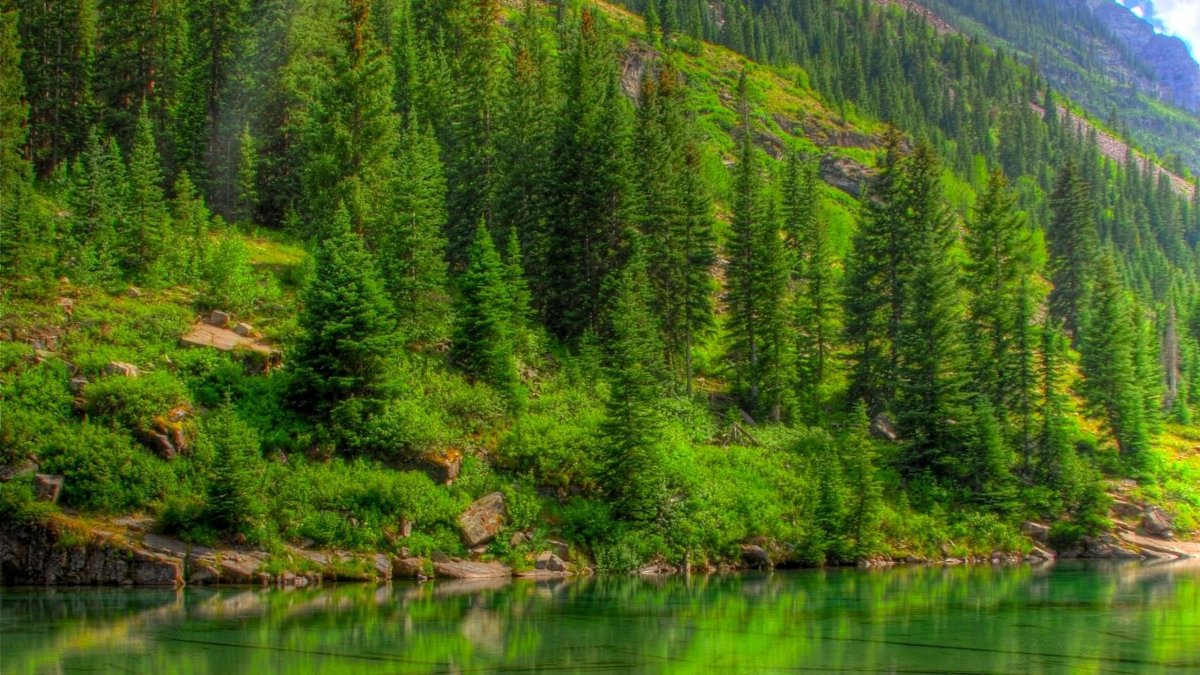 Природа России Тайга