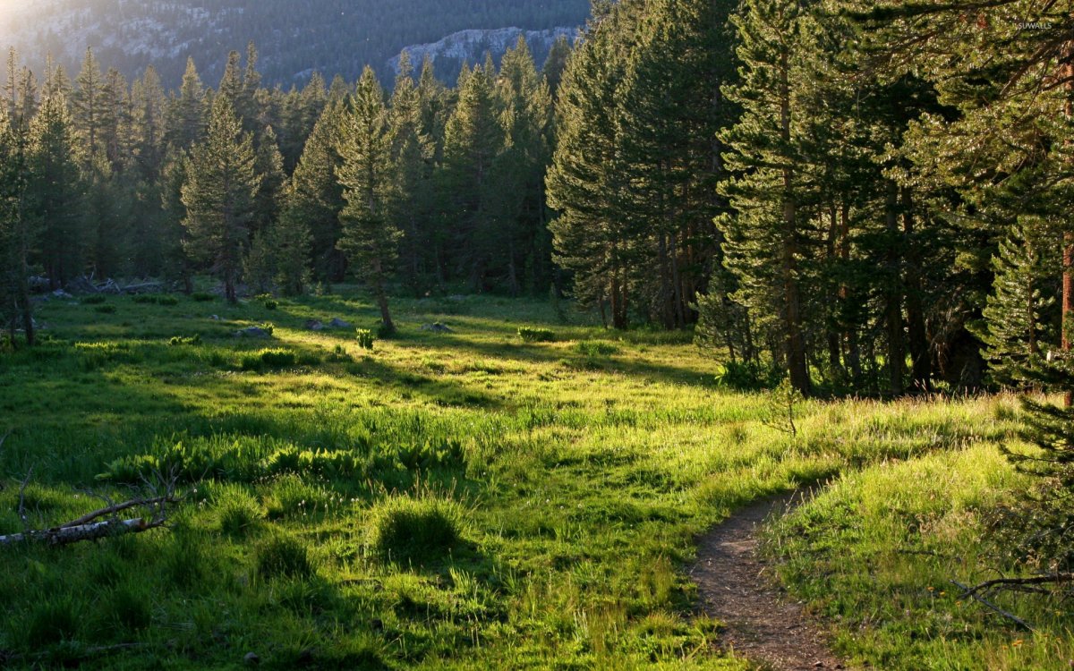 Поляна посреди леса