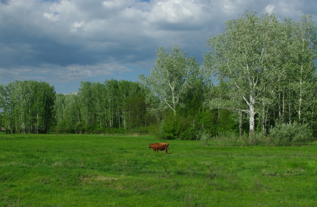Лето фото природа деревня
