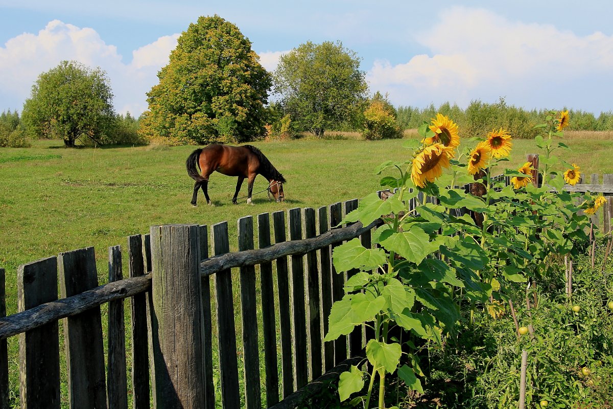 Деревенское утро прекрасная пора