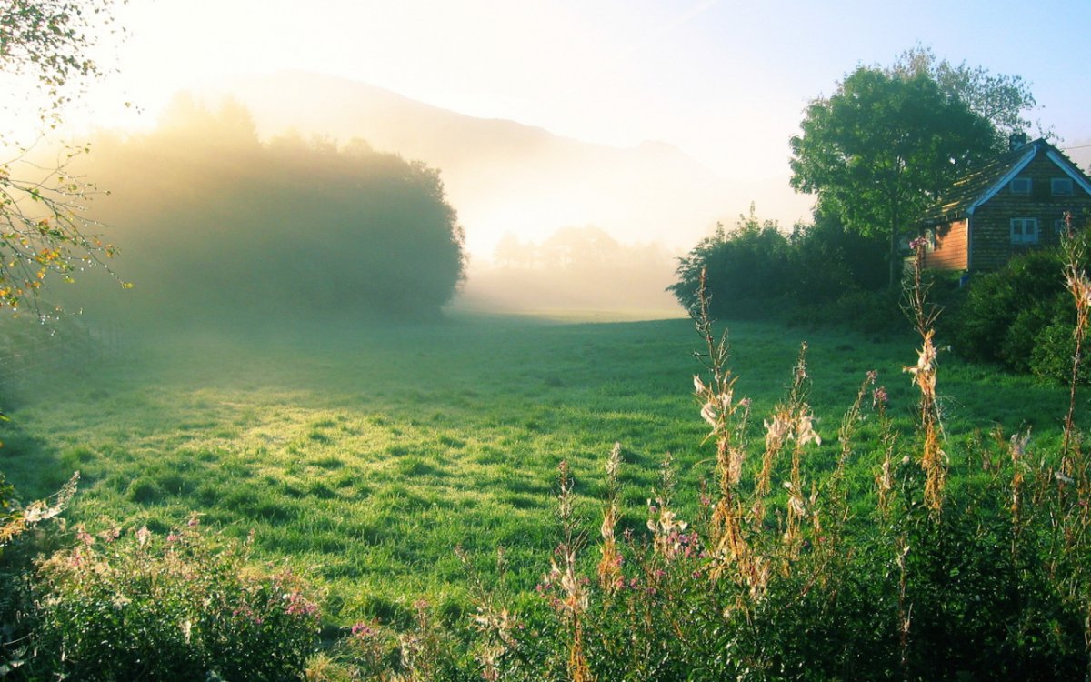 Летнее утро в деревне