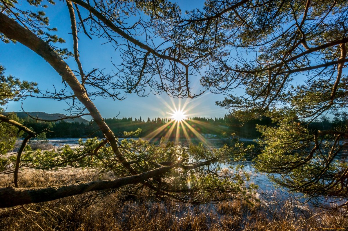 Лес речка солнце