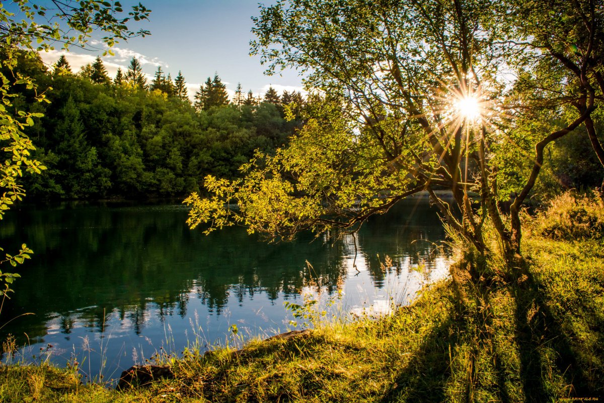 Река солнце цветы лес