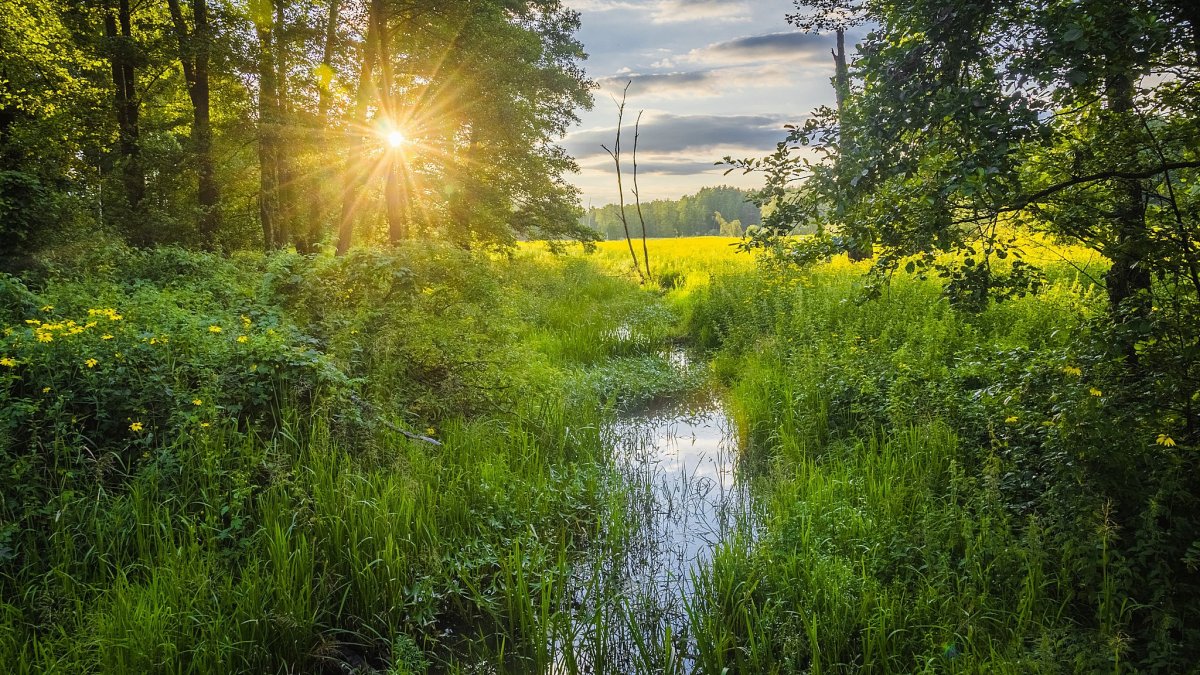Лето лес река