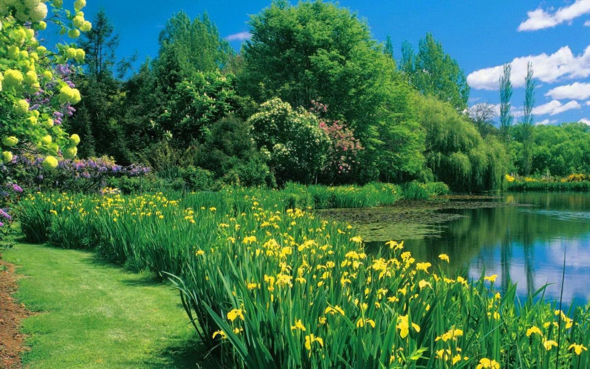 Река природа и цветы