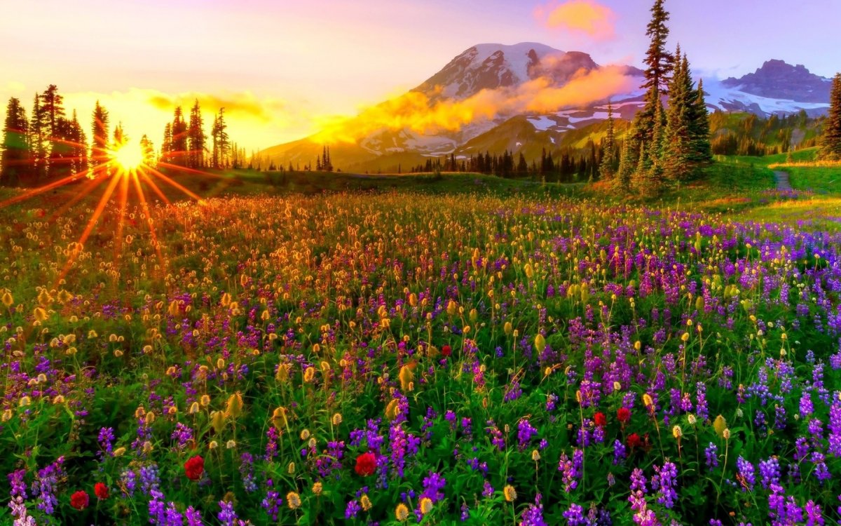 Поляна с цветами