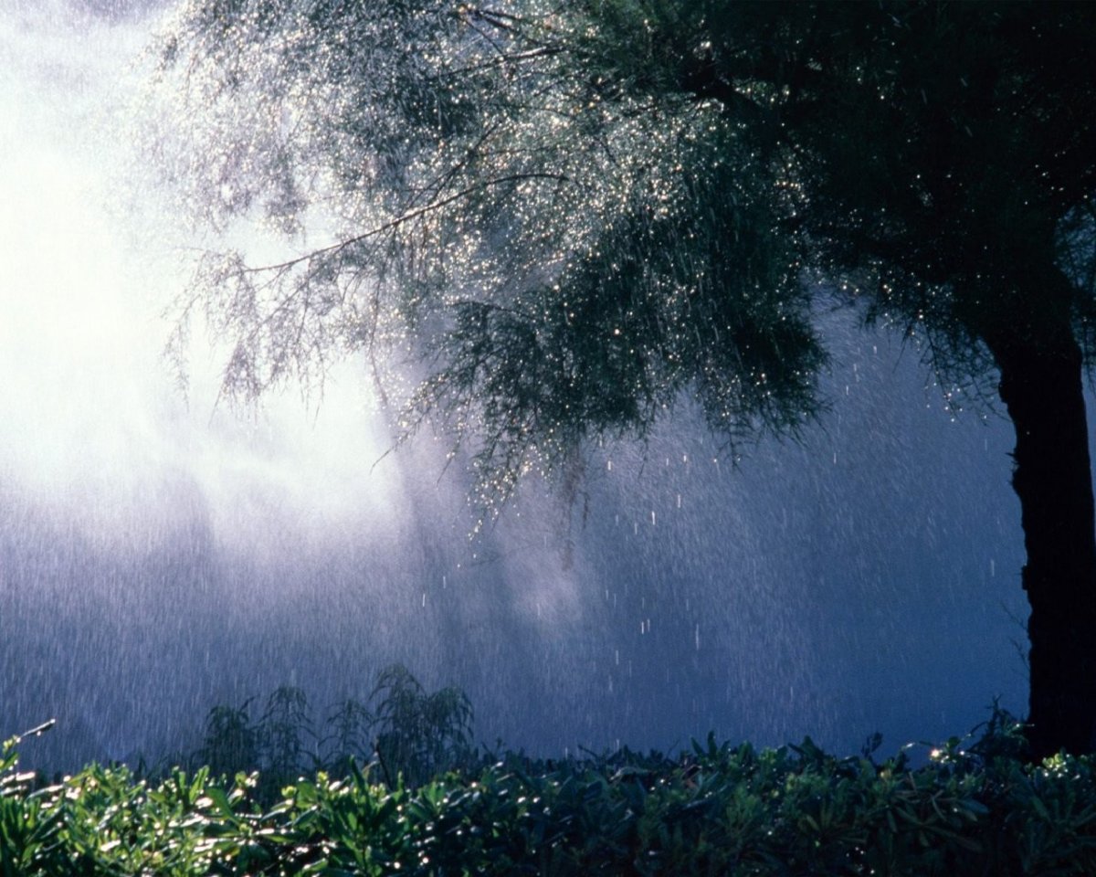 Ливень в лесу