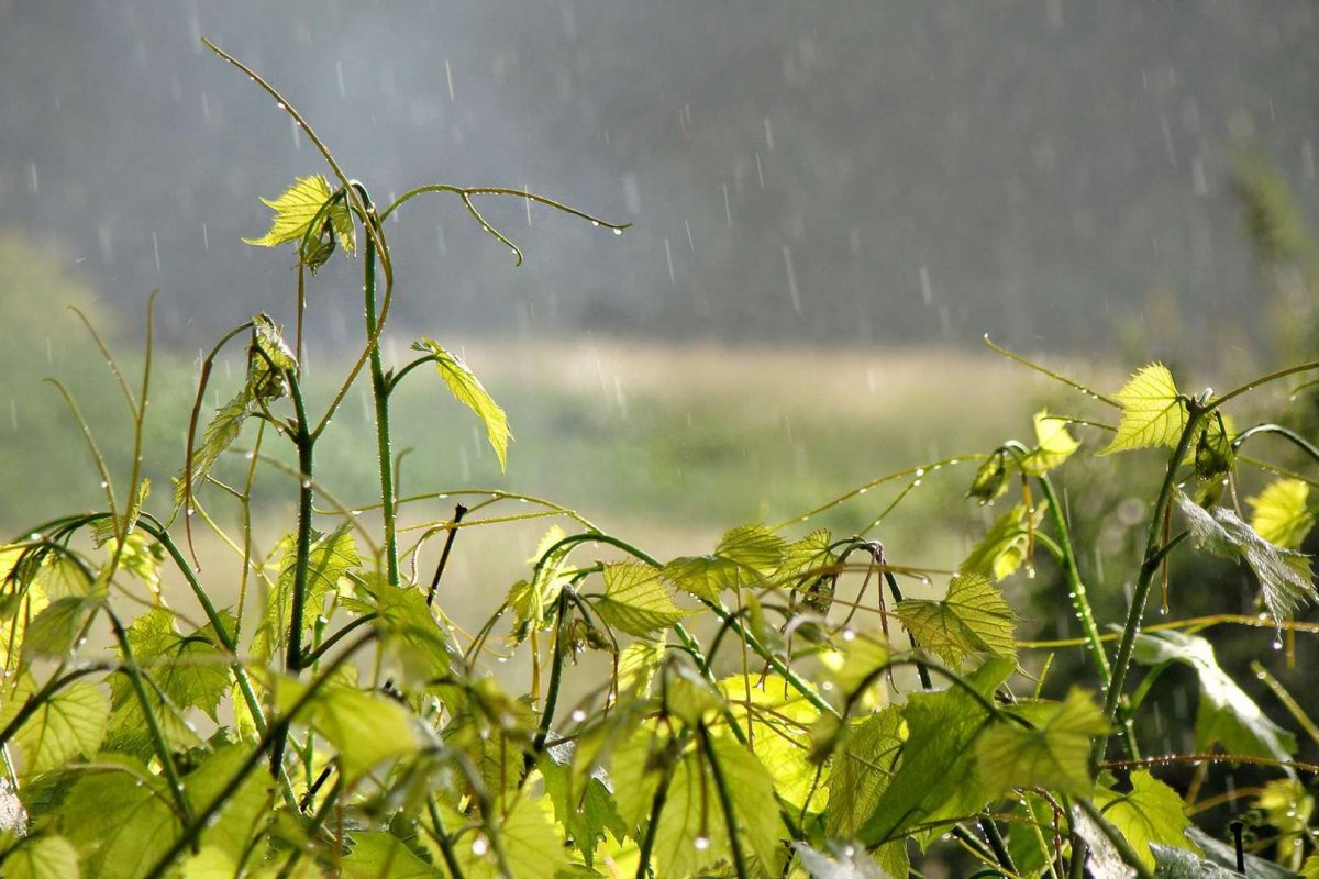 Дождик Ситник