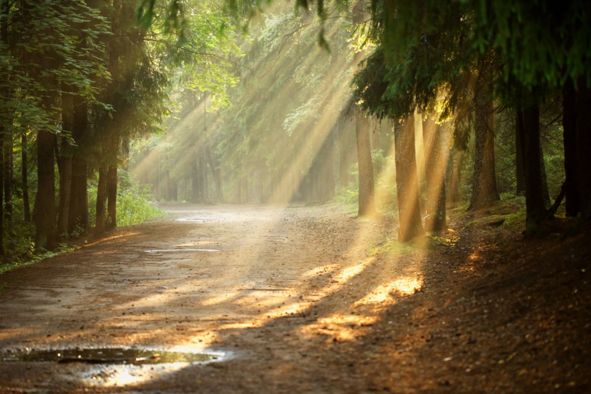 Лес под дождем