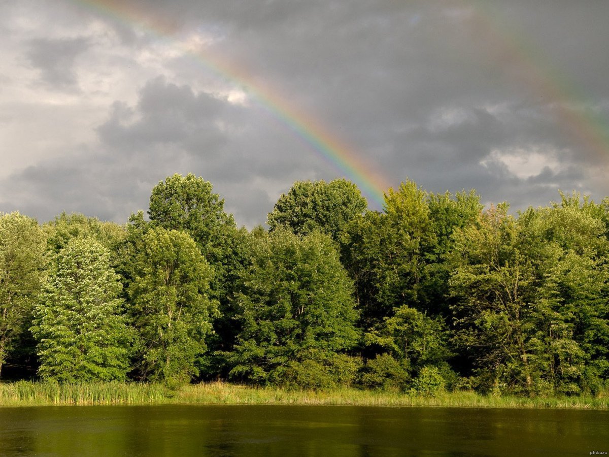 Радуга лес река