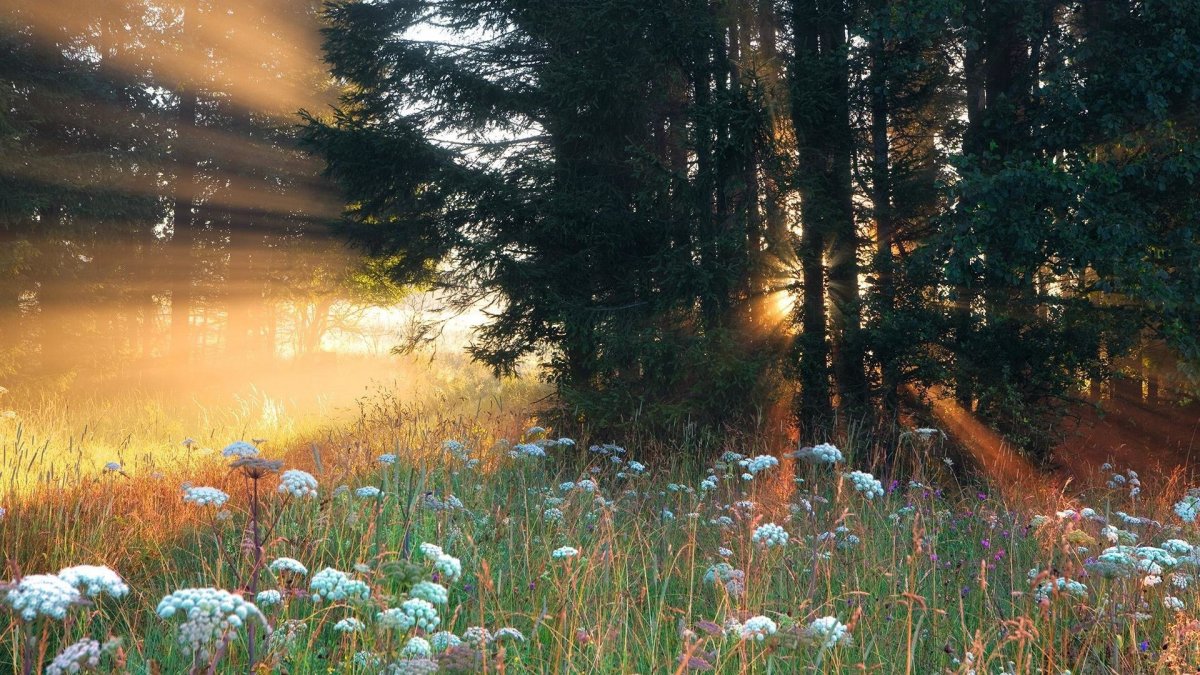 Утро природа