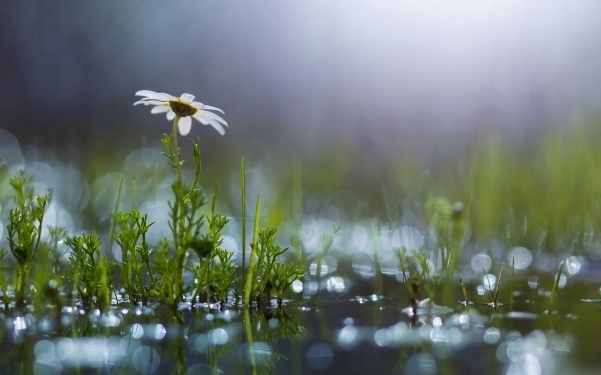 Природа дождь