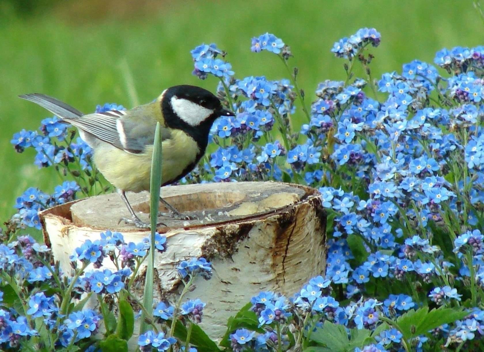 Птицы живущие в цветах. Птицы летом. Незабудки в природе. Птицы в весеннем саду. Птицы весной.