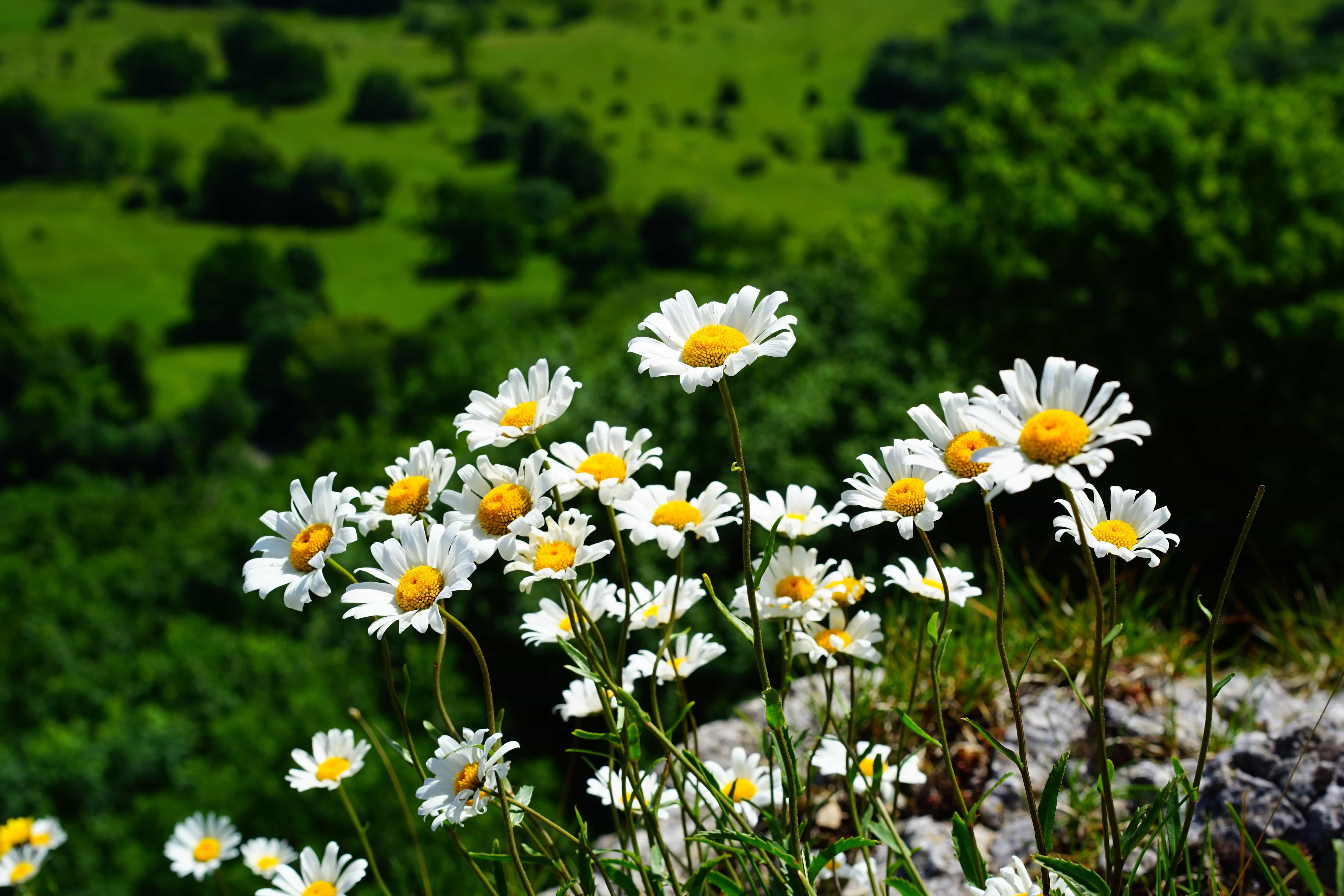 Белые ромашки поле цветов