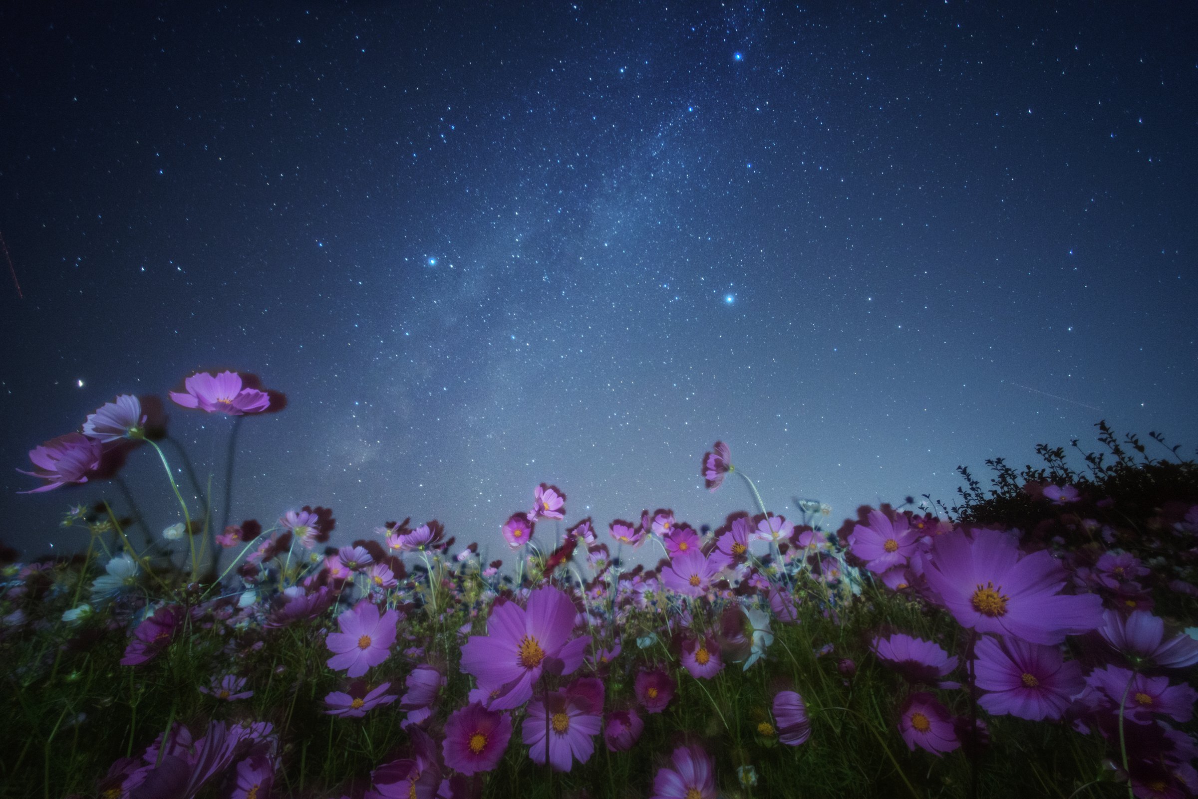 Звездная роса. Цветы ночью. Летняя ночь. Ночная Поляна с цветами. Красивые ночные цветы.