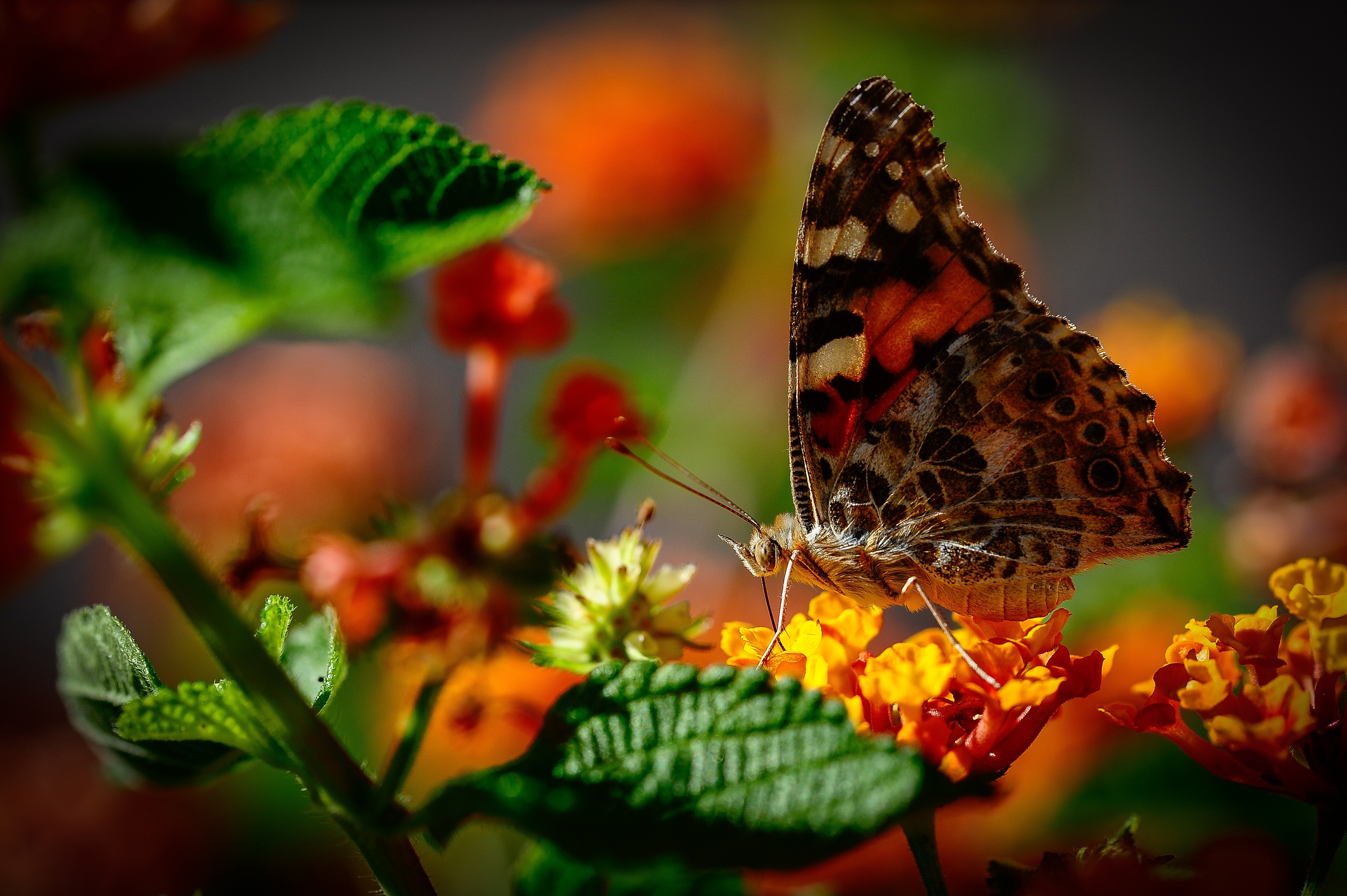 Обои на стол бабочки. Бабочка на цветке. Яркие бабочки. Бабочки в природе. Красивые бабочки.